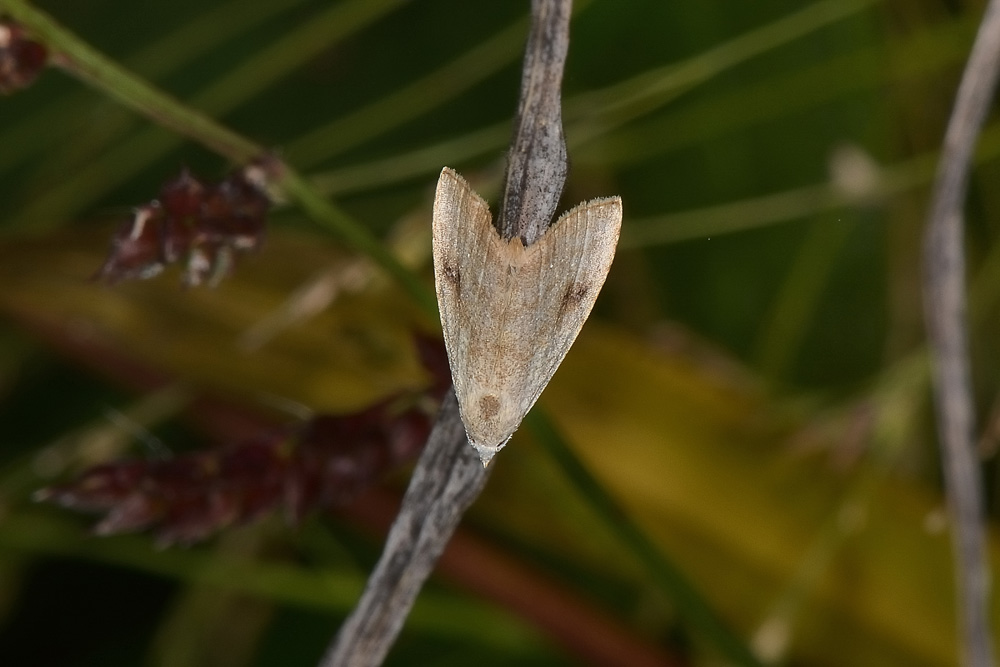 Geometridae? No, Erebidae: Rivula sericealis